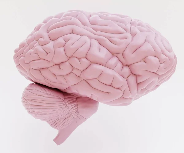 現実的な人間の脳の3Dレンダリング — ストック写真