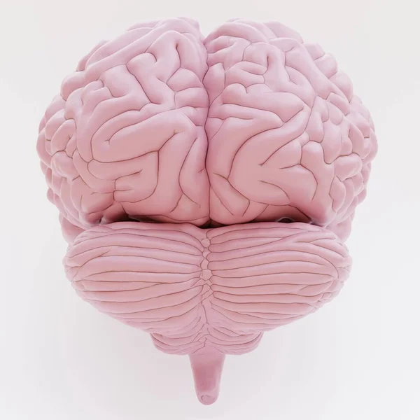 Ρεαλιστική Render Του Πλαστικού Ανθρώπινου Εγκεφάλου — Φωτογραφία Αρχείου