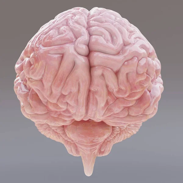 现实的人脑3D渲染 — 图库照片