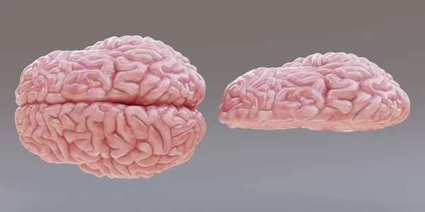 Renderização Realista Cérebro Humano — Fotografia de Stock