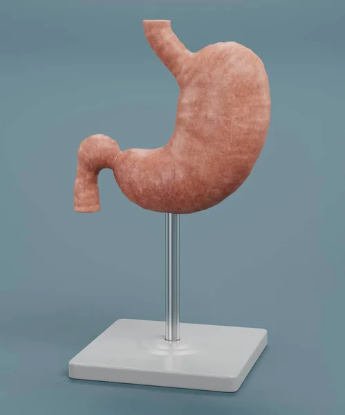 人胃模型的真实感3D渲染 — 图库照片