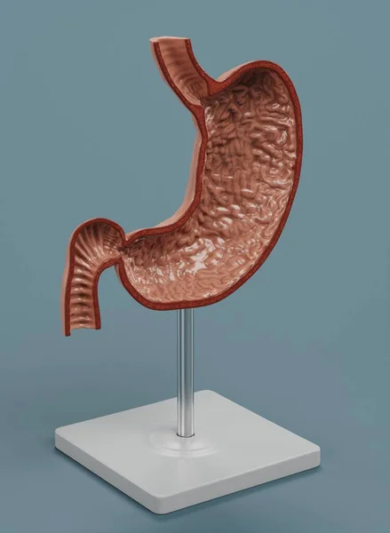 人間の胃モデルの現実的な3Dレンダリング — ストック写真