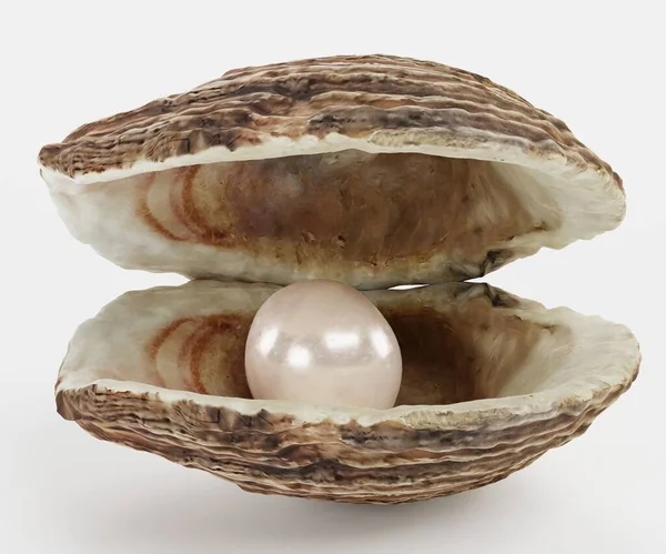壳体中珍珠的真实感3D渲染 图库图片