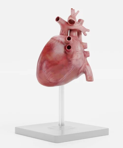 Realistický Render Human Heart Model — Stock fotografie