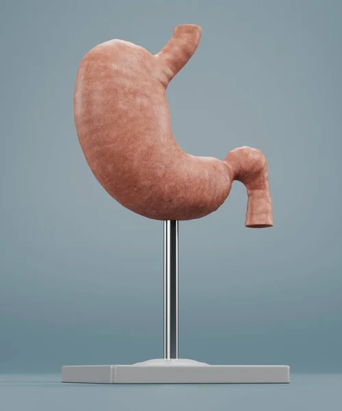 Realisztikus Render Human Gomach Model — Stock Fotó