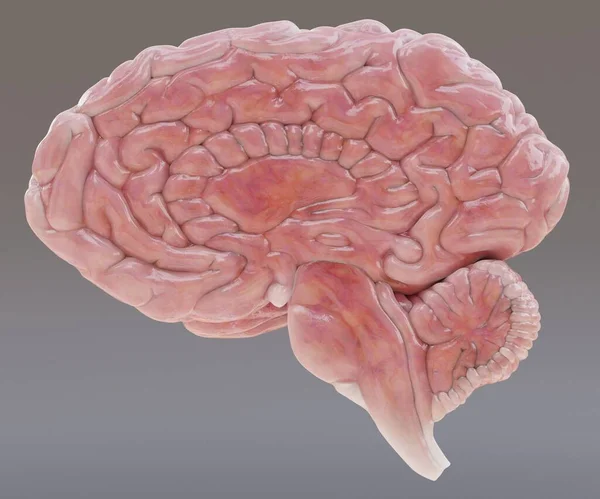 Realista Renderizado Cerebro Humano — Foto de Stock