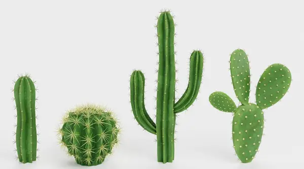 Realistische Render Van Cactussen Set Rechtenvrije Stockafbeeldingen