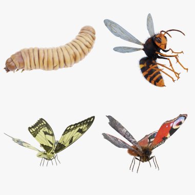 Böcek Dizisinin Gerçekçi 3B Hazırlaması