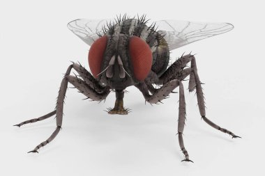 House Fly 'ın 3 boyutlu gerçekçi canlandırması