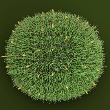 Moss 'un Gerçekçi 3 Boyutlu Çizimi