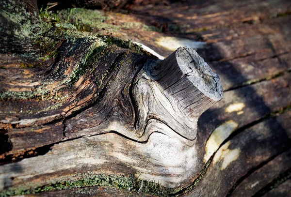 Natureza Fundo Detalhe Velho Tronco Árvore Podre — Fotografia de Stock