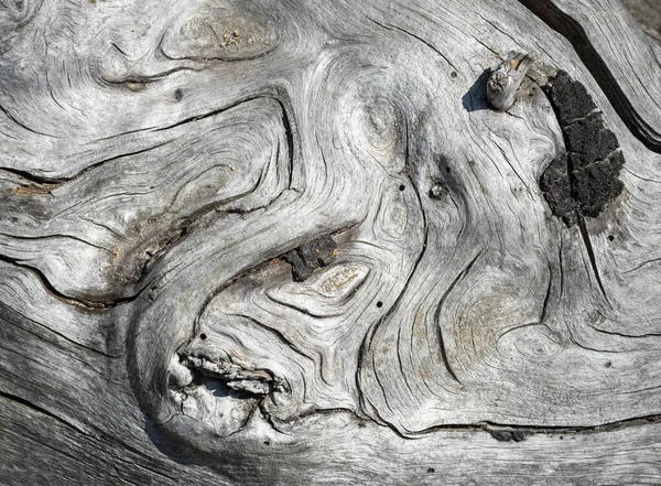 Ağacın Ahşap Bir Kısmının Arkaplan Veya Doku Soyut Yüzeyi — Stok fotoğraf