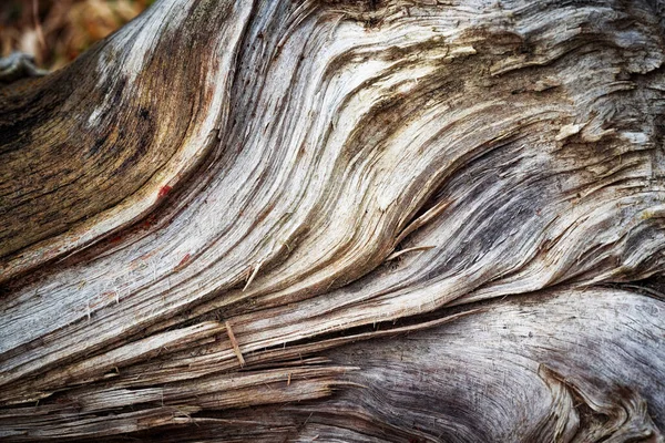 Background Texture Abstract Detail Old Colored Rotten Wood —  Fotos de Stock