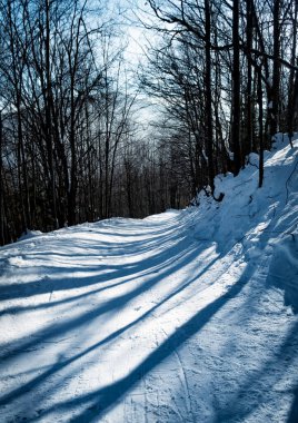 nature seasonal ski path in the winter beech forest