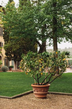 Beyaz arkaplanda çeşitli meyveler bulunan limon ağacı.