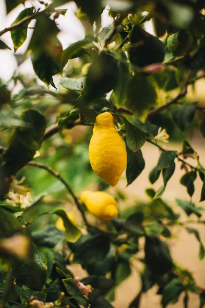 Yellow citrus lemon fruit and green leaves in garden. Citrus Limon grows on a tree branch, close up. Decorative citrus lemon house plant Meyer lemon Citrus meyeri