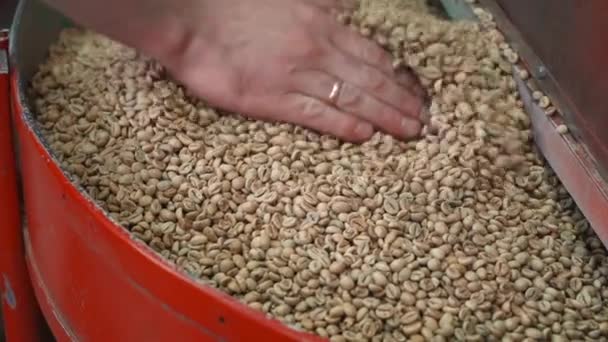 Bir Işçi Kızarmadan Önce Bir Makineye Yeşil Kahve Çekirdeği Dağıtır — Stok video