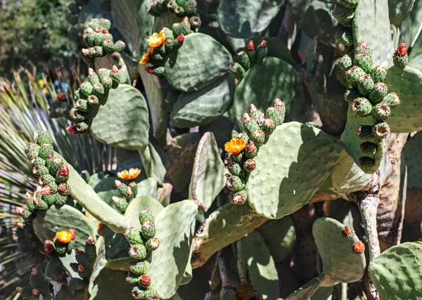 Kaktus Opuntia Ficus Indica Mit Goldenen Blüten lizenzfreie Stockfotos