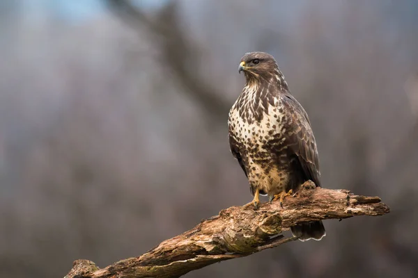 Common Buzzard Buteo Buteo Sitting Branch Autumn Forest Brown Winged — Stock Photo, Image