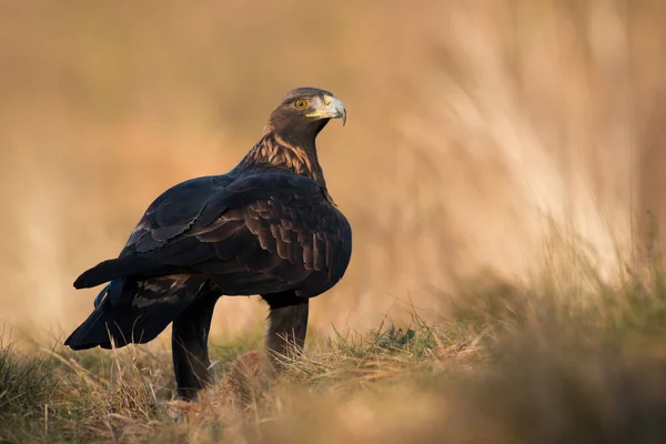 Águila Real Aquila Chrysaetos Sentada Pastizales Otoño Pájaro Presa Marrón —  Fotos de Stock