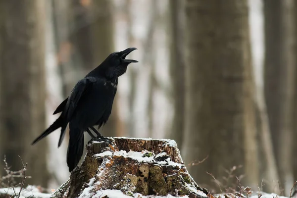 Cuervo Común Corvus Corax Crujido Onstump Naturaleza Invernal Pájaro Grande —  Fotos de Stock