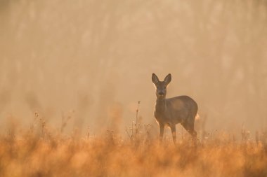 Roe geyiği, capreolus capreolus, altın saatinde kameraya bakıyor. Sonbaharda gün batımında çimlerin üzerinde durmak. Dişi memeliler ormanlık alanda kopyalama alanı ile izliyor..