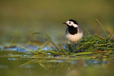 Beyaz kuyruklu, motakilla alba, yazın sulak arazinin yanındaki çimlere bakıyor. Siyah ve beyaz kuş nehir kıyısında gözlem yapıyor. Tüylü hayvan bataklığı izliyor..