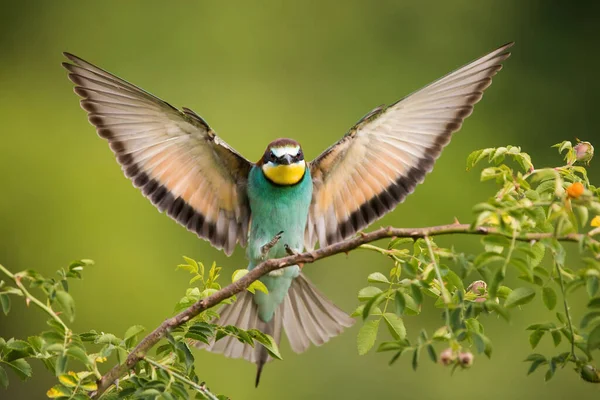 欧洲的食蜂者 夏天在大树枝上着陆 五彩斑斓的鸟儿 前有张开的翅膀 前有分枝 色彩斑斓 羽毛斑斑 望着树的动物 — 图库照片