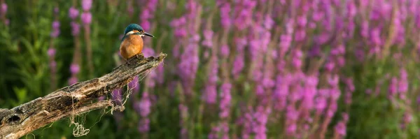 一般的なカワセミは 背景に花と木の上に休んで これを認める コピースペースのある枝に座ってカラフルな鳥 開花の横に木を見てオレンジと青の翼の動物 — ストック写真