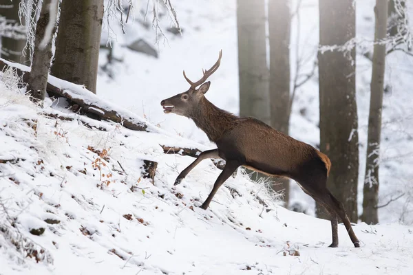 Rothirsch Cervus Elaphus Bewegung Weißen Wald Winter Geweihte Säugetiere Laufen — Stockfoto