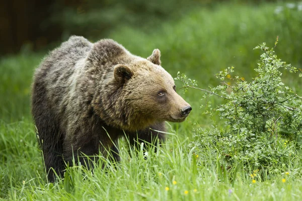 Большой Бурый Медведь Ursus Arctos Гуляющий Летней Природе Большое Пушистое — стоковое фото