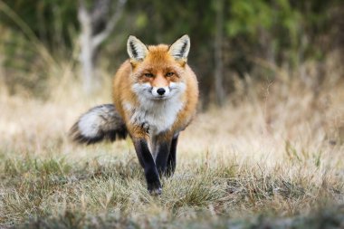 Red fox, vulpes vulpes, running closer on dry field in autumn from front. Orange animal approaching on meadow in fall. Furry predator walking on glade. clipart