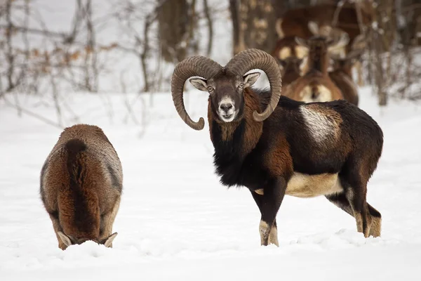 Dos Mouflon Ovis Orientalis Pie Prado Nevado Naturaleza Invierno Par —  Fotos de Stock