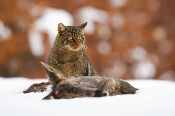 Europejski Dziki Kot Felis Silvestris Siedzi Zimą Obok Martwej Ofiary — Zdjęcie stockowe