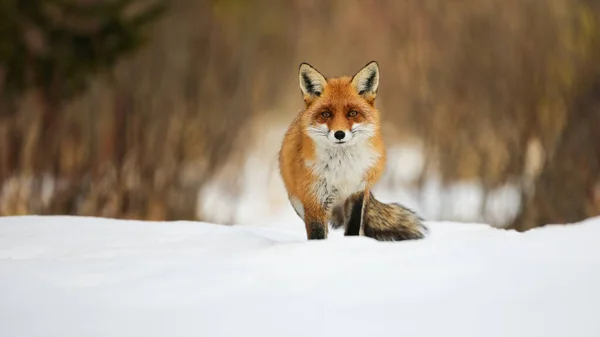 红狐狸 望着冬天雪地上的相机 带着复制的空间 橙色的哺乳动物在白色的雪地上观看 毛茸茸的动物凝视着雪地牧场 — 图库照片