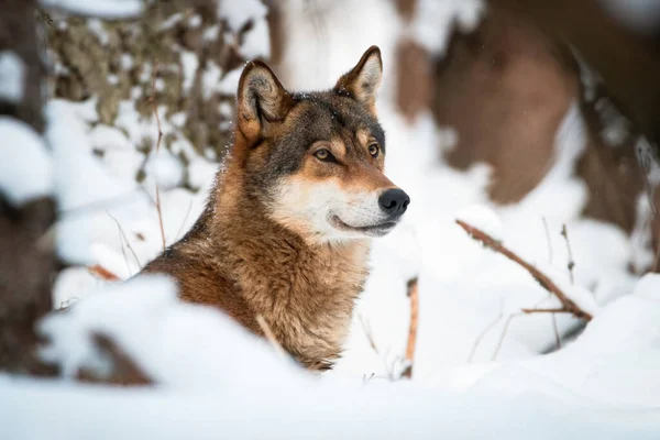 Lupo Attento Canis Lupus Guardando Ambiente Invernale Primo Piano Cacciatore — Foto Stock