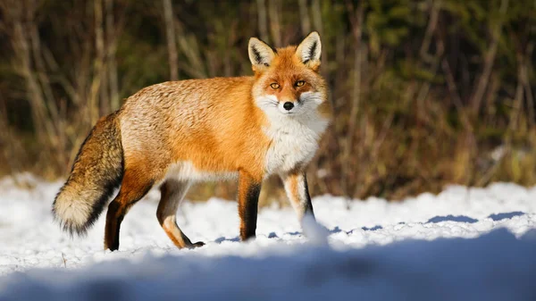 红狐狸 在冬日的阳光下 在白色的雪地上观察着 在冬日的阳光下 橙色绒毛哺乳动物在雪地上行走 毛茸茸的野生动物在雪地草地上寻找 — 图库照片