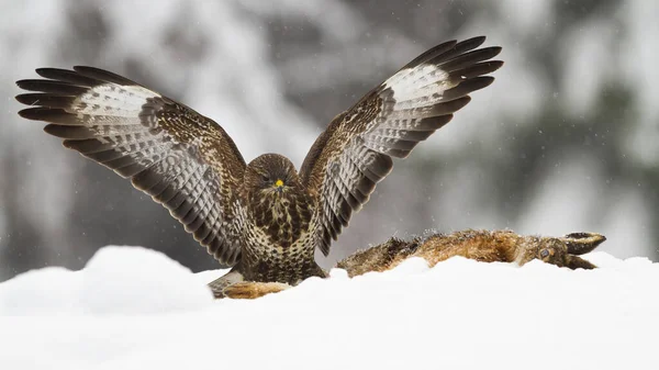 常见的秃鹰 但是在冬天 在雪地上降落在死亡的猎物旁边 猛禽栖息在白色牧场上被杀的动物面前 冬季长有张开翅膀的羽毛捕食者 — 图库照片