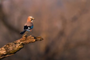 Avrasya Jay 'i, Garrulus Glandarius, sonbahar akşamları ağaçta oturuyor. Düşerken dallara bakan küçük bir kuş. Kopya alanı ile ağaçta dinlenen kanatlı renkli hayvan.