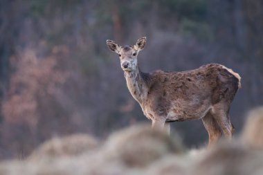 Dişi kızıl geyik, cervus elaphus, sonbahar doğasında çayırda izliyor. Hind sonbaharda sahada kameraya bakıyor. Kahverengi memeli solgun bir ortamda açık araziye bakıyor..