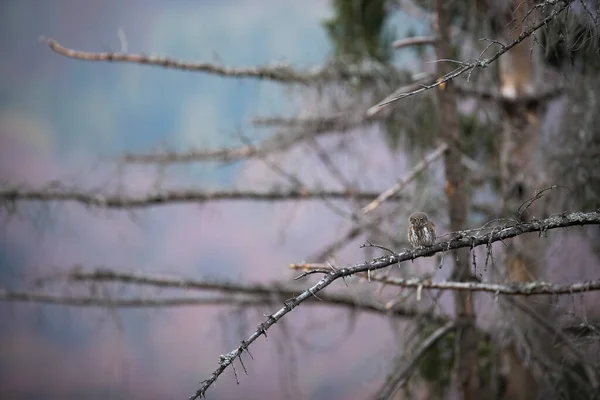 ユーラシア ピグミー ボウル グラウキジウム パッセリウムは 秋に乾燥した高い木の上に座っています 森の中の枝に羽のハンターが休んでいる コピースペースと森の中を探している茶色の鳥 — ストック写真