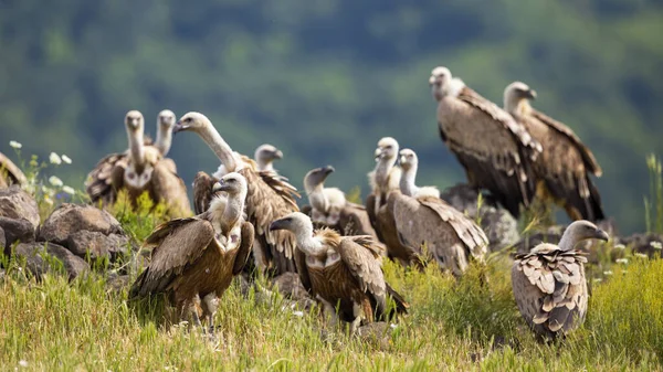 Stormo Avvoltoio Grifone Gyps Fulvus Seduto Sulle Montagne Bulgare Estate — Foto Stock