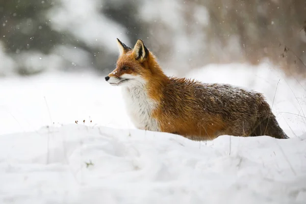 雪天站在雪地上 在冬天 橙色的哺乳动物在白色的雪地上寻找 毛皮猎食者观察雪地牧场 — 图库照片