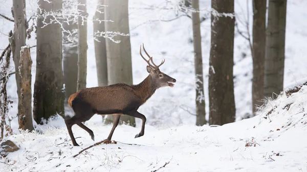 Rothirsch Cervus Elaphus Läuft Winter Verschneiten Wald Von Der Seite — Stockfoto