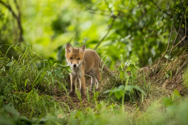 若い赤狐 春の自然の中で森の中に立っている 未成熟のオレンジ色の哺乳類の森の中でカメラを探している 荒野での小さな子の監視 — ストック写真