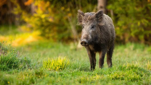斯克鲁法 夏天在草原上散步 棕色的猪在绿色的草地上奔跑 从前面在露天场地上活动的小蛇 — 图库照片