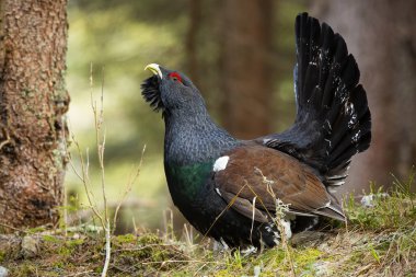 Batı kapari, tetrao urogallus, sonbahar doğasında ormanda lekeleme. Sonbaharda ormanlık alanda duran yabani orman tavuğu. Büyük kuyruklu kuş çimenlerde kur yapıyor..