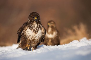 Yaygın akbaba, buteo buteo, kış doğasında kar üzerinde yaklaşıyor. Yırtıcı kuş arka planda duran beyaz açıklıkta hareket ediyor. Tüylü kahverengi yırtıcı karlı çayırlarda yürüyor..