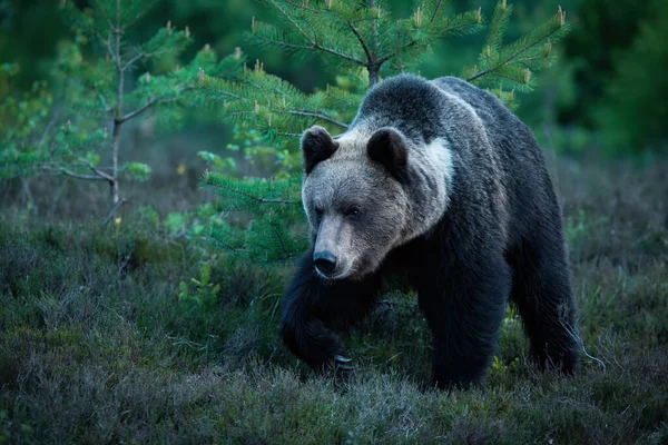 Braunbär Ursus Arctos Der Der Dunklen Sommernacht Wald Spazieren Geht — Stockfoto