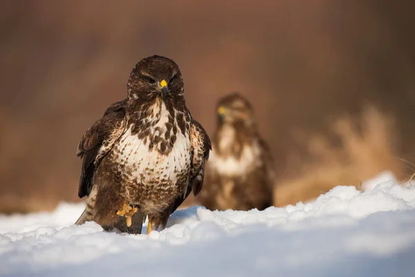 普通的秃鹰 在冬季的自然雪地上接近 猛禽在白色的雪地上爬行 后面站着另一只 长有羽毛的褐色掠食者在雪地的牧场上行进 — 图库照片